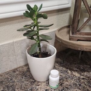 Young Living 120 Count